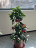 富貴籽盆栽老樁金玉滿(mǎn)堂黃金萬(wàn)兩植物室內客廳耐寒年宵花盆景綠植 【果期帶果】單發(fā)植物—富貴籽60-70厘米【1】盆 曬單實(shí)拍圖