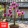 玉蘭花樹(shù)苗帶花苞紫玉蘭矮化盆栽南北方種植庭院四季花卉耐寒植物 大花濃香（矮化款）紫玉蘭【2.5cm粗帶花苞】 其他 曬單實(shí)拍圖