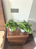 雙盟綠蘿盆栽除甲醛花卉綠植辦公室新房?jì)艋諝?80加侖4盆裝源頭直發(fā) 曬單實(shí)拍圖