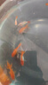 寵小俠精品金魚(yú)觀(guān)賞魚(yú)鴻運當頭金魚(yú)活體魚(yú)缸小魚(yú)冷水魚(yú)招財魚(yú)蘭壽丹頂紅 4-6cm紅頭+紅獅隨機發(fā)6條 +80g魚(yú)糧 曬單實(shí)拍圖