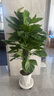 愛(ài)優(yōu)尚大葉綠蘿柱盆栽客廳大型綠植辦公室內除甲醛凈化空氣綠籮源頭直發(fā) 曬單實(shí)拍圖