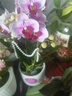 【幸福飛來(lái)】蝴蝶蘭粉色雙株多梗盆栽 曬單實(shí)拍圖