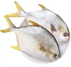 翔泰海南二去金鯧魚(yú)700g/2條去鰓去內臟免處理生鮮魚(yú)類(lèi) 海鮮水產(chǎn) 曬單實(shí)拍圖