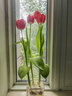 進(jìn)口荷蘭水培郁金香種球室內室外水養花卉植物盆栽四季耐寒五度球 水培套餐：粉色【4顆】+樹(shù)脂杯+定植籃+兩包液 曬單實(shí)拍圖