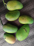 京喜加海南鮮芒果小臺水果芒果新鮮上市 帶箱1斤單果70g 曬單實(shí)拍圖