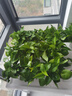 綠有意綠蘿盆栽室內植物花卉綠植水培長(cháng)藤垂吊大葉綠籮新房家用吸除甲醛 120白菱形吸水綠蘿10盆+壺+10肥 帶盆帶土發(fā)貨 曬單實(shí)拍圖