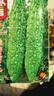 播種心情家庭種植蔬菜種子大全四季播種陽(yáng)臺盆栽農家庭院小菜園有機香菜菠 綠苦瓜種子2包 曬單實(shí)拍圖