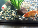瘋狂水草水草植物直接入缸火山石生態(tài)魚(yú)缸造景全套30-50cm缸源頭直發(fā)包郵b 曬單實(shí)拍圖