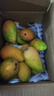 京地達海南樹(shù)上熟貴妃芒芒果凈重4.5斤單果200g+當季新鮮水果源頭發(fā)包郵 曬單實(shí)拍圖