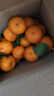 【熱銷(xiāo)】正宗廣西砂糖桔新鮮橘子當季水果時(shí)令薄皮蜜桔 砂糖橘帶箱1斤 曬單實(shí)拍圖