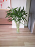 富貴竹轉運竹彎竹龍竹水竹開(kāi)運水養竹子水培植物花卉室內綠植 富貴竹80-90cm高10支（不含瓶） 曬單實(shí)拍圖