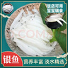 太湖農耕國企助農太湖農耕銀魚(yú)生鮮水產(chǎn)小銀魚(yú)鮮活冷凍淡水銀魚(yú)仔寶寶輔食 100g 【無(wú)骨無(wú)刺-寶寶輔食】3-5cm*3袋 曬單實(shí)拍圖