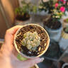 玉露植物組合十二卷玉露多肉植物盆栽姬玉露室內懶人盆栽 琥珀玉露 4-5cm【塑料盆栽好】 曬單實(shí)拍圖