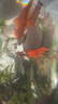 寵小俠七彩鳑鲏?mèng)~(yú)觀(guān)賞魚(yú)旁皮冷水魚(yú)活體小型魚(yú)苗原生群游魚(yú)除藻淡水好養 3-4cm10條8送2條備損 曬單實(shí)拍圖