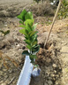爾瀾80-90cm高砂糖橘樹(shù)苗橘桔苗沙糖桔樹(shù)水果樹(shù)苗露天種植源頭直發(fā) 曬單實(shí)拍圖