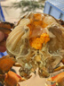 福建東山島鮮活青蟹特大紅鱘膏母蟹野生黃油螃蟹順豐空運蝤蠓禮盒 大紅膏蟹2斤共3-4只 曬單實(shí)拍圖