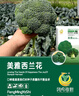 鳳鳴雅世西蘭花種子綠青花菜四季陽(yáng)臺大棚西藍花種籽美雅西藍花種子200粒 曬單實(shí)拍圖