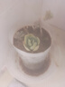 【虧本沖量】多肉植物盆栽新手套餐迷你綠植 雞蛋碧桃1棵 曬單實(shí)拍圖