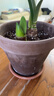 DEROMA意大利進(jìn)口陶土花盆帝羅馬國際盆手工花盆多肉綠植花卉種植盆QYDF 【進(jìn)口陶盆】國際盆 摩卡21cm 曬單實(shí)拍圖