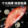 深海紅石斑魚(yú)特大海捕鮮活冷凍整條富貴魚(yú)紅魚(yú)大眼魚(yú)魚(yú)類(lèi)海鮮水產(chǎn) 特大2斤/條*4條 曬單實(shí)拍圖