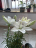 百合花種球香水百合四季開(kāi)花好養活花卉植物室內外花苗盆栽花種子 混搭自選5個(gè)球包活 曬單實(shí)拍圖