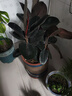 橡皮樹(shù)黑金剛盆栽花盆苗客廳室內綠葉大葉四季常青型植物凈化空氣 40-50公分高3棵 不含盆 曬單實(shí)拍圖
