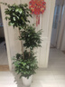 植男植女幸福樹(shù)造型綠寶盆栽真綠植客廳室內大型綠植辦公喬遷新居源頭直發(fā) 曬單實(shí)拍圖