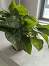 雙盟綠蘿盆栽除甲醛花卉綠植辦公室新房?jì)艋諝?120款10盆源頭直發(fā) 曬單實(shí)拍圖