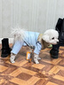 湯尼熊 TAWNEYBEAR小狗狗四腳打底衣服家居服睡衣德絨寵物泰迪比熊雪納瑞保暖春秋冬 四腳保暖衣【藍色】 S丨背長(cháng)25胸圍37建議3-5斤 曬單實(shí)拍圖
