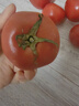 密水農家密云本地新鮮沙瓤西紅柿 番茄 生鮮 蔬菜兒時(shí)味道 西紅柿 2000g 曬單實(shí)拍圖