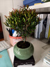 花翁老樁植物室內盆栽花卉 小葉赤楠盆景+綠冰裂釉陶盆+底座源頭直發(fā) 曬單實(shí)拍圖