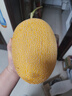 京鮮生 海南黃金哈密瓜 1粒裝 單果3斤起  生鮮水果   曬單實(shí)拍圖