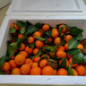 【熱銷(xiāo)】正宗廣西砂糖桔新鮮橘子當季水果時(shí)令薄皮蜜桔 砂糖橘帶箱9斤 曬單實(shí)拍圖