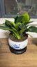 想開(kāi)大葉綠公主金鉆盆栽辦公室內客廳四季常綠好養易活植物桌面綠植 【辦公推薦】金鉆+青花瓷618 曬單實(shí)拍圖