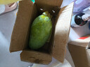 卉雙當季新鮮酸芒果5斤生吃酸脆青芒果現摘現發(fā)酸爽海南水果 酸芒果 帶箱3斤 （不夠吃） 曬單實(shí)拍圖