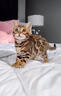 涴喵 孟加拉豹子貓活體幼貓銀豹寵物貓咪活體簽訂合同輔助養貓 寵物級 【孟加拉豹子貓】 曬單實(shí)拍圖