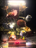 若客（ROKR）花間集綻放綺夢(mèng) 積木花束動(dòng)態(tài)永生花diy手工拼裝生日禮物創(chuàng  )意擺件 曬單實(shí)拍圖