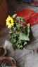 精品向日葵盆栽帶花苞太陽(yáng)花苗室內外陽(yáng)臺植物綠植花卉鮮花種植 特級向日葵50cm左右  多頭帶花苞發(fā)貨 原盆 曬單實(shí)拍圖