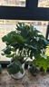 花財主天堂鳥(niǎo)盆栽辦公室大型綠植客廳盆栽家用吸甲醛凈化空氣綠植 龜背竹90-1.1m【圓柱盆】 曬單實(shí)拍圖