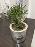 可食用迷迭草新鮮老樁迷迭香新鮮提神醒腦驅蚊室內陽(yáng)臺懶人綠植 驅蚊又食用迷迭香盆栽3盆 曬單實(shí)拍圖