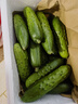 京鮮生 山東童年旱黃瓜 凈重5斤 單果100g+ 水果小青瓜 輕食 源頭直發(fā) 曬單實(shí)拍圖