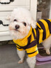 阿莫爾狗狗衣服秋冬款蜜蜂裝小柯基泰迪比熊貴賓小型犬寵物保暖貓咪衛衣 黃色小蜜蜂 M（建議5-8斤 參考胸圍背長(cháng)） 曬單實(shí)拍圖