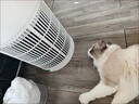 美的（Midea）家用寵物空氣凈化器 吸貓毛除過(guò)敏源貓貓搭子貓毛凈化器殺菌消毒除貓狗異味小怪獸PET500 曬單實(shí)拍圖