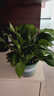 雙盟綠蘿盆栽除甲醛花卉綠植辦公室新房?jì)艋諝?80加侖2盆裝源頭直發(fā) 曬單實(shí)拍圖