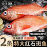 百庫紅石斑魚(yú)特大海捕鮮活冷凍大眼魚(yú)整條富貴魚(yú)深海魚(yú)類(lèi)海鮮水產(chǎn) 700g-800g*2條（凈重） 曬單實(shí)拍圖