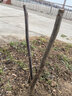 苗彩碧根果樹(shù)苗美國山核桃樹(shù)苗嫁接核桃苗南方北方種植當年結果盆地栽 5年苗（當年結果） 其它 曬單實(shí)拍圖