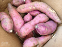 蜜紅薯沙地地瓜 小薯香薯紅苕當季新鮮蔬菜產(chǎn)地直發(fā)約現采現發(fā) 新鮮蜜薯9斤凈重（單果150g+ 曬單實(shí)拍圖