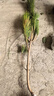 旭力 黑松苗盆景的素材黑松樹(shù)苗黑松小苗 黑松80-90cm 曬單實(shí)拍圖