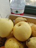 京氿生山東煙臺中華丑梨軟糯多汁啤梨太婆梨蜜梨當季新鮮水果源頭直發(fā) 高復購【大果】4.5斤|約6-10個(gè) 曬單實(shí)拍圖