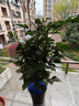 幸福樹(shù)客廳大盆栽室內好養花卉盆景綠植辦公室四季常青植物 幸福樹(shù)70-90厘米【原土原盆】 曬單實(shí)拍圖